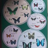IMG 2120-2 : 2015, Butterflies, Butterfly Exhibit, Colorado, Denver