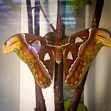 IMG 2121-3 : 2015, Butterflies, Butterfly Exhibit, Colorado, Denver