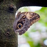 IMG 2130-5 : 2015, Butterflies, Butterfly Exhibit, Colorado, Denver