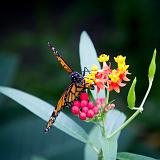 IMG 2133-6 : 2015, Butterflies, Butterfly Exhibit, Colorado, Denver