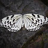 IMG 2134-7 : 2015, Butterflies, Butterfly Exhibit, Colorado, Denver