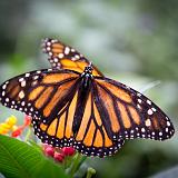 IMG 2137-8 : 2015, Butterflies, Butterfly Exhibit, Colorado, Denver