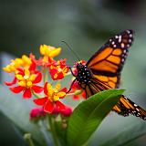 IMG 2139-9 : 2015, Butterflies, Butterfly Exhibit, Colorado, Denver