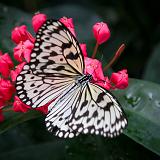 IMG 2140-10 : 2015, Butterflies, Butterfly Exhibit, Colorado, Denver