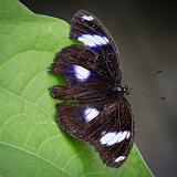 IMG 2143-11 : 2015, Butterflies, Butterfly Exhibit, Colorado, Denver