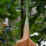 IMG 2169-17 : 2015, Butterflies, Butterfly Exhibit, Colorado, Denver