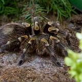 IMG 2175-19 : 2015, Butterfly Exhibit, Colorado, Denver, Spiders