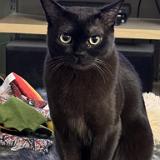 IMG 7992 : Knoxville, Summer, Pets, 2024