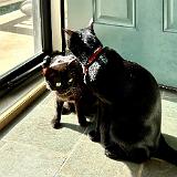 IMG E7581 : Knoxville, Austin, Midnight Austin K13, Summer, Austin K13, Pets, 2024