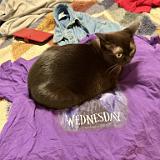 IMG E7874 : Knoxville, Summer, Pets, 2024