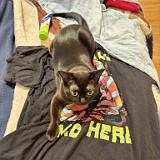 IMG E7977 : Knoxville, Summer, Pets, 2024