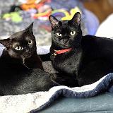 IMG E8023 : Knoxville, Austin, Midnight Austin K13, Summer, Austin K13, Pets, 2024