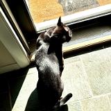 IMG E8045 : Knoxville, Summer, Pets, 2024