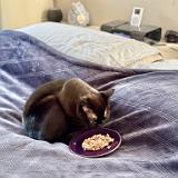 IMG E8112 : Knoxville, Summer, Pets, 2024