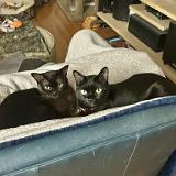 IMG E8122 : Knoxville, Austin, Midnight Austin K13, Summer, Austin K13, Pets, 2024