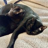 IMG E8221 : Knoxville, Austin, Midnight Austin K13, Summer, Austin K13, Pets, 2024