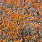 IMG 4457