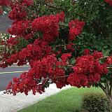 IMG 1171-16 : Crape Myrtles, Knoxville, Tennessee