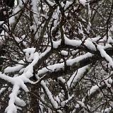 IMG 3034-4 : 2018, December 30, Knoxvile, Snow, Tennessee
