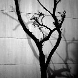 IMG 4384