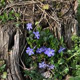 IMG 3519-0001 : Knoxvile, flowers, early spring, Tennessee, Spring