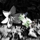 IMG 5484 - Version 2