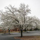 DSCN0007-1 : Knoxville, Spring, Tennessee