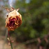 IMG 0372-1 : Knoxville, Spring, Tennessee