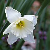 IMG 0373-2 : Knoxville, Spring, Tennessee