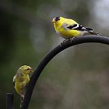 IMG 0535-5