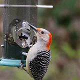IMG 0539-7