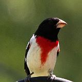 IMG 1063-1 : 2013, Birds, Knoxville, Spring, Tennessee