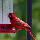 IMG 1083-3 : 2013, Birds, Knoxville, Spring, Tennessee