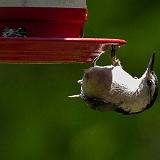 IMG 1085-4 : 2013, Birds, Knoxville, Spring, Tennessee