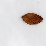 IMG 1529-2 : 2014, Knoxville, Leaf on Snow, Snow, Tennessee, Winter