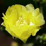 cactus flower