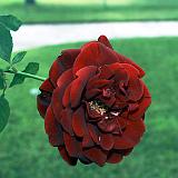 rose 20011020